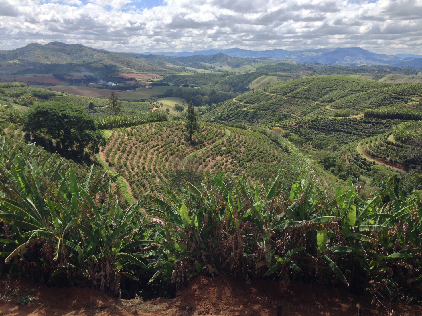 brazil brasil specialty coffee association cup of excellence sprudge